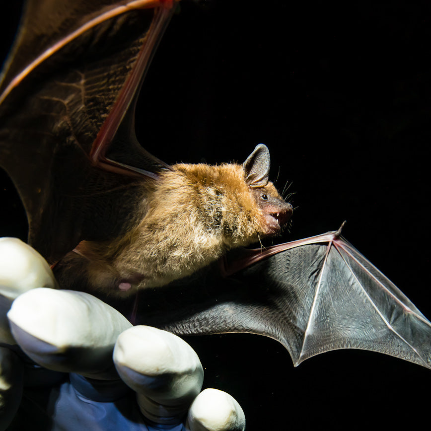Bat Researcher using mist net