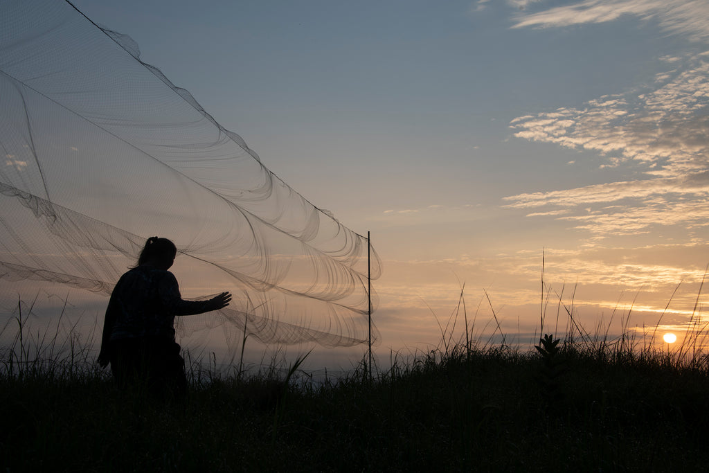 Mist Nets