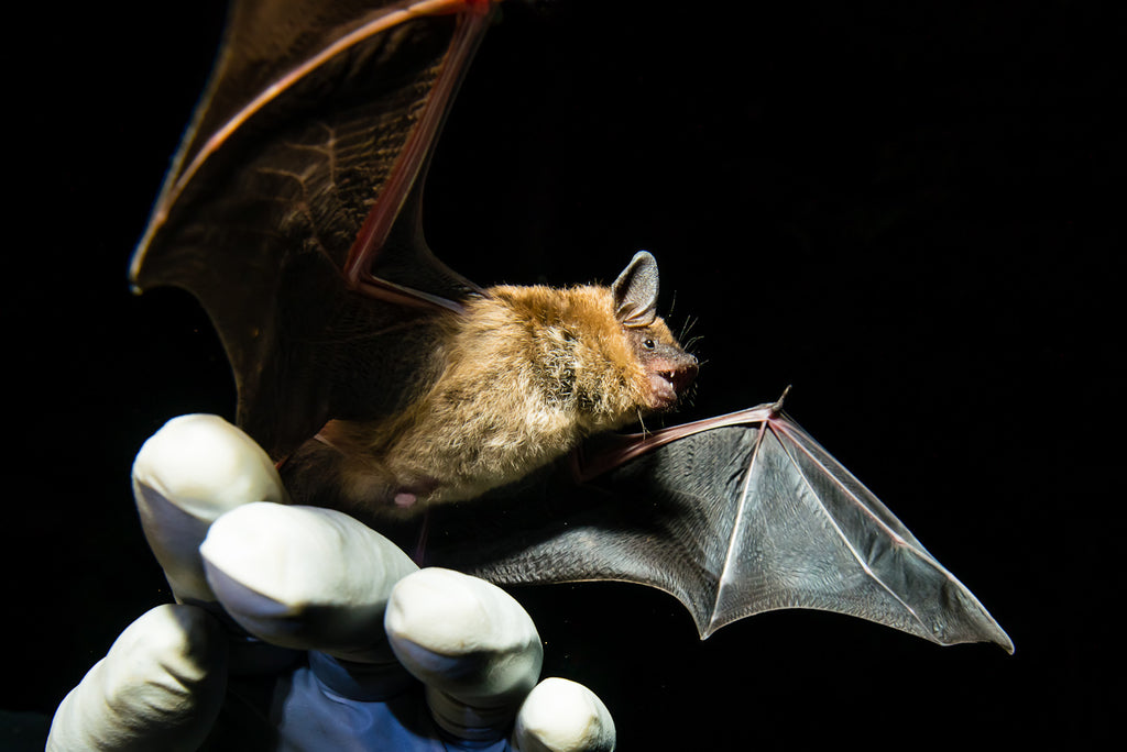 Bat Researcher using mist net